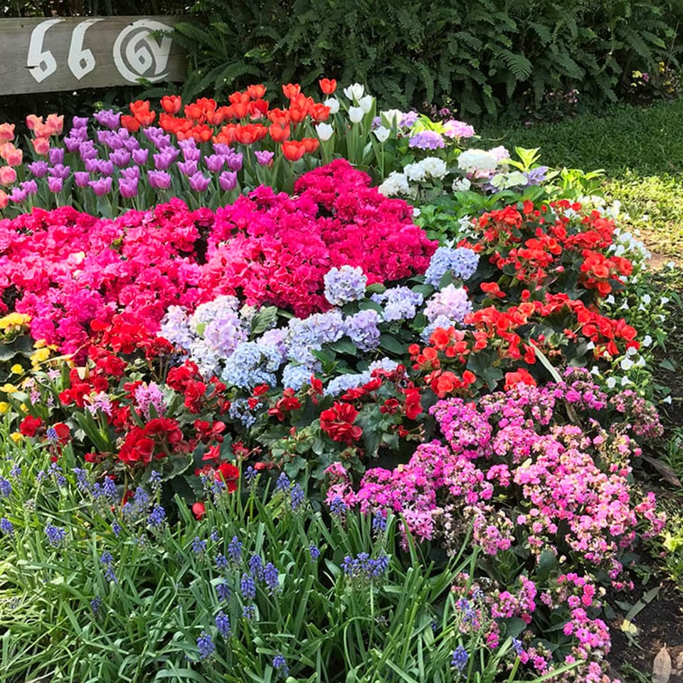 A vibrant flower bed bursts with colorful blooms including red, pink, purple, and white flowers.