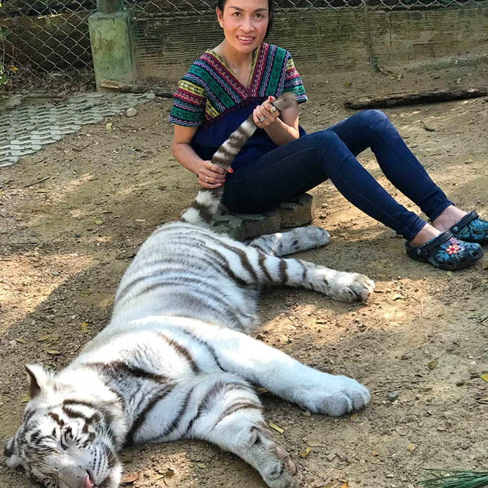 A woman in a colorful shirt sits on the ground, holding the tail of a sleeping white tiger.