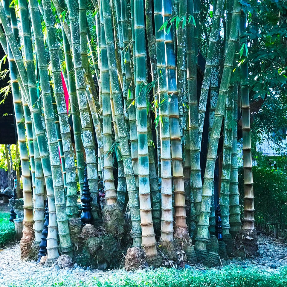 A dense grove of tall, green bamboo stalks with visible nodes and some foliage.