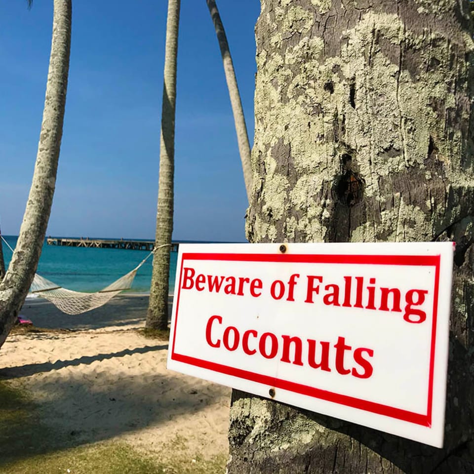 A white sign with red text "Beware of Falling Coconuts" attached to a palm tree on a beach.